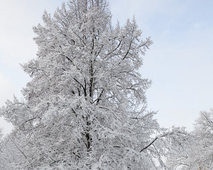 _DSC6124 Snow on the trees in Humlegården in February.