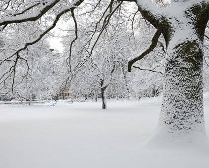 _DSC6131 Snow on the trees in Humlegården in February.