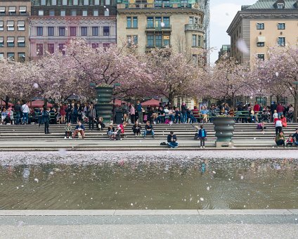_DSC8100 Kungsträdgården with cherry blossom.