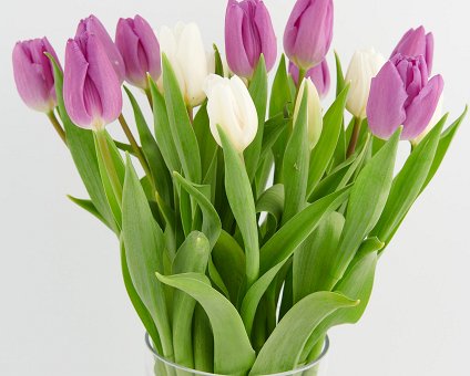 _DSC3340 Tulips.