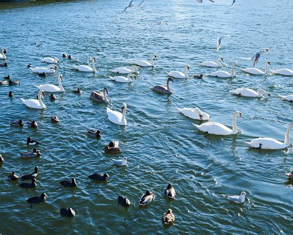 _DSC3966 Swans and ducks.