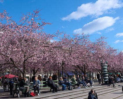 _DSC4608 People enjoying the first sun of spring at the cherry blossom in Kungsträdgården.