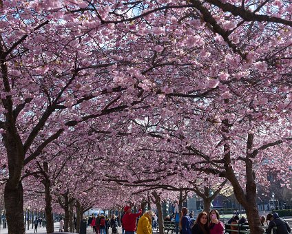 _DSC4615 Cherry blossom in Kungsträdgården.