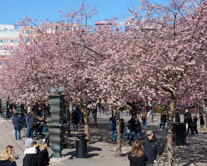 _DSC4703 People enjoying spring and the cherry blossom at Kungsträdgården.