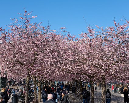 _DSC4705 Cherry blossom at Kungsträdgården.