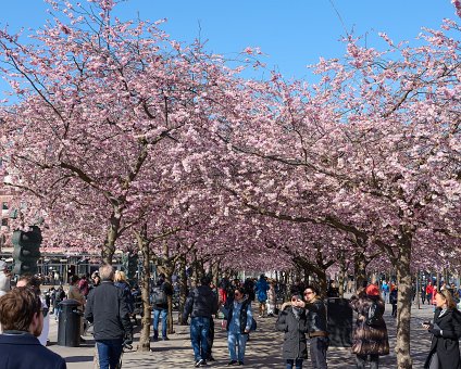 _DSC4707 People enjoying spring and the cherry blossom at Kungsträdgården.