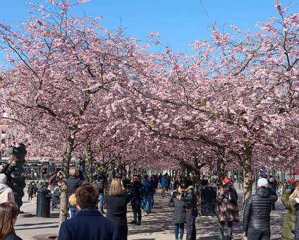 _DSC4709 People enjoying spring and the cherry blossom at Kungsträdgården.
