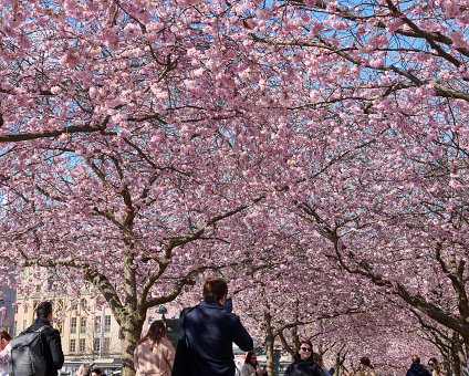 _DSC4716 Cherry blossom at Kungsträdgården.