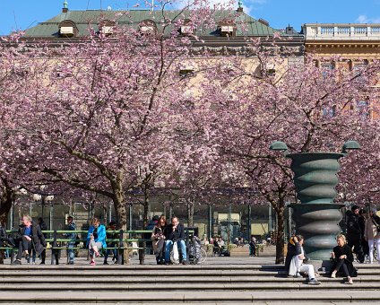 _DSC4728 People enjoying spring and the cherry blossom at Kungsträdgården.