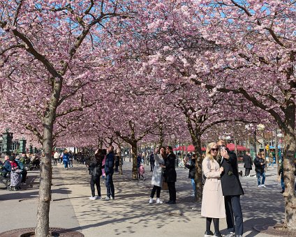 _DSC4772 People enjoying spring and the cherry blossom at Kungsträdgården.