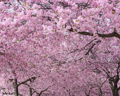 _DSC2436 Cherry blossom in Kungsträdgården.