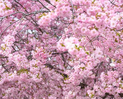 _DSC2445 Cherry blossom in Kungsträdgården.
