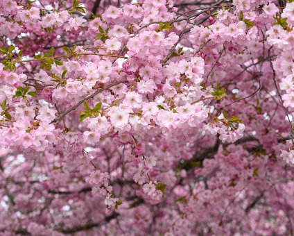 _DSC2487 Cherry blossom in Kungsträdgården.