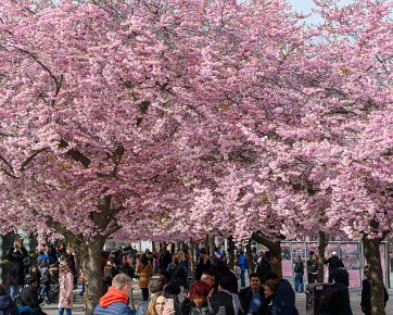 Stockholm in April Moments from Stockholm in April. Easter at the hotel. Mälarpaviljongen. Cherry blossom in Kungsträdgården.