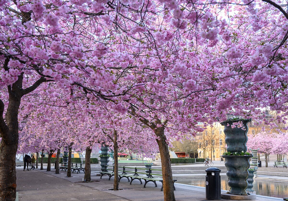 Stockholm in April Moments from Stockholm in April. Cherry blossom in Kungsträdgården.
